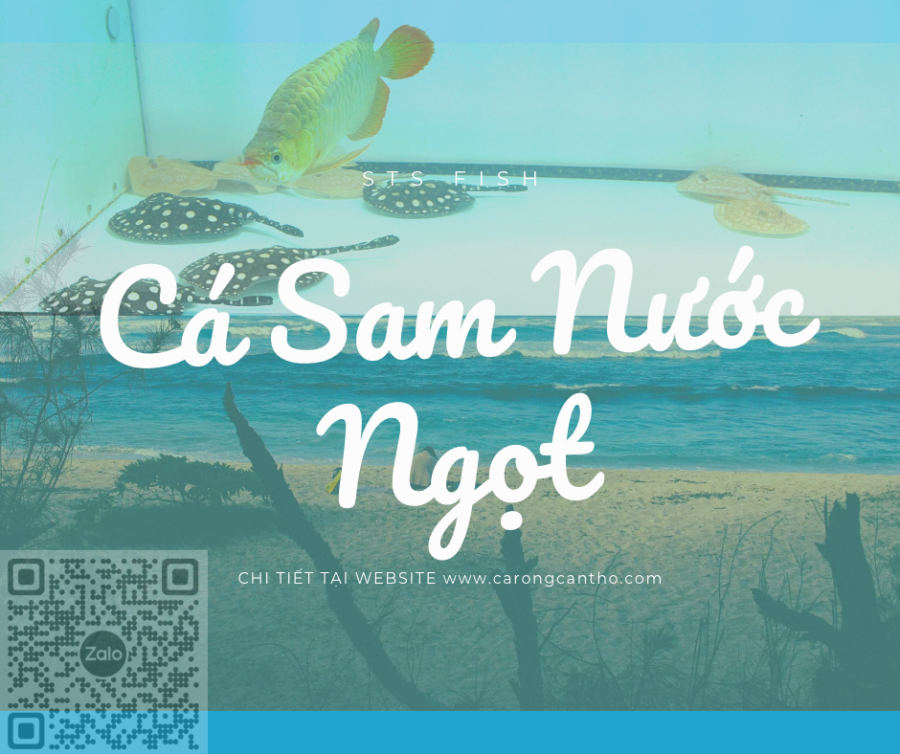 Cá Sam Black Diamond Super White